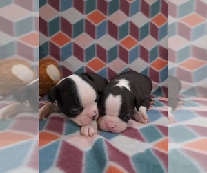 Boston Terrier Puppy for sale in HICKORY, NC, USA