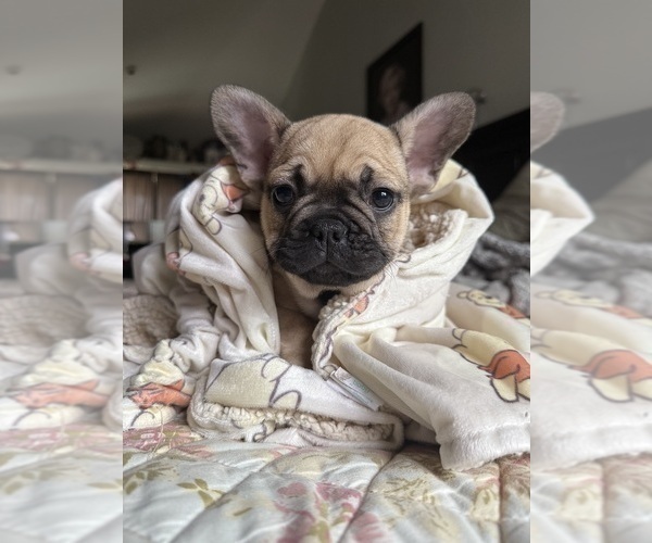 Medium Photo #6 French Bulldog Puppy For Sale in OJAI, CA, USA