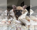Small #5 French Bulldog