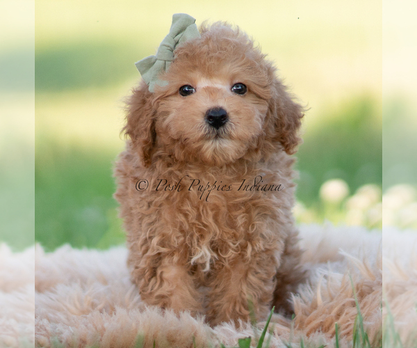 Medium Photo #17 Goldendoodle (Miniature) Puppy For Sale in WARSAW, IN, USA
