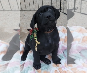 Labrador Retriever Puppy for sale in COEUR D ALENE, ID, USA