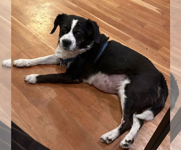 Medium Photo #2 Beagle-Border Collie Mix Puppy For Sale in Cuyahoga Falls , OH, USA