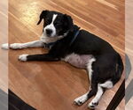 Small #1 Beagle-Border Collie Mix