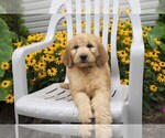 Small Photo #4 Goldendoodle Puppy For Sale in SEBRING, OH, USA