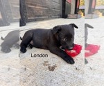 Puppy London Belgian Malinois