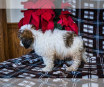 Small Photo #4 Saint Berdoodle Puppy For Sale in WAKARUSA, IN, USA