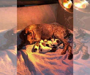 Mother of the German Shorthaired Pointer puppies born on 11/25/2022