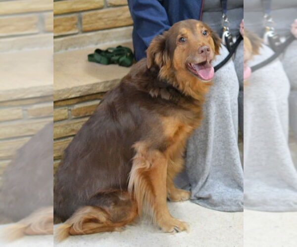 Medium Photo #1 Golden Retriever-Unknown Mix Puppy For Sale in Germanton, TN, USA