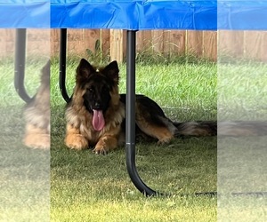 German Shepherd Dog Puppy for sale in KAUKAUNA, WI, USA