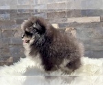 Small #1 Pomeranian