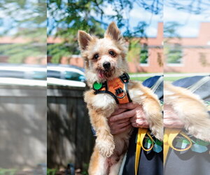 King - Male Chihuahua Dog for Adoption - Photo #2
