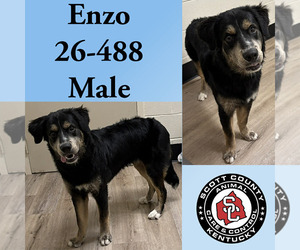 Mutt Dogs for adoption in Georgetown, KY, USA