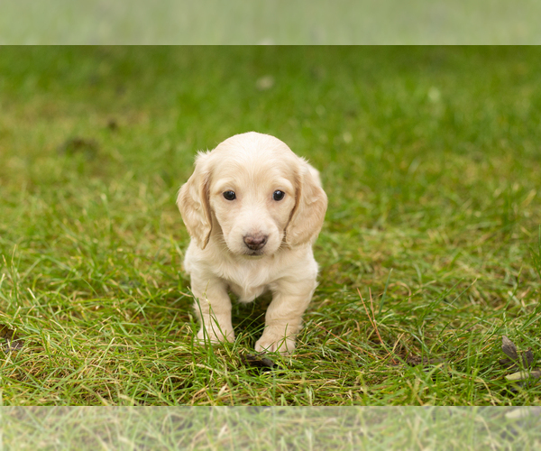 Medium Photo #12 Dachshund Puppy For Sale in MILFORD, IN, USA
