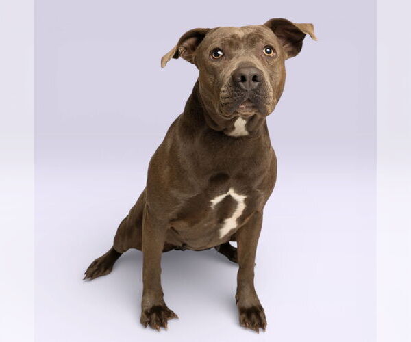 Medium Photo #1 American Pit Bull Terrier-Unknown Mix Puppy For Sale in Rowlett, TX, USA