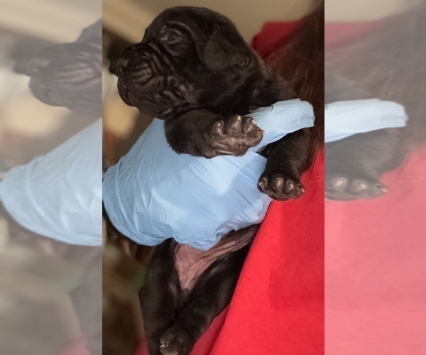 Medium Photo #24 Cane Corso Puppy For Sale in ANDERSON, IN, USA