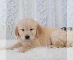 Small #3 Golden Retriever