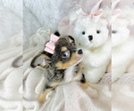 Small #20 Chihuahua