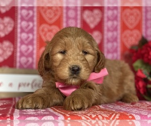 Goldendoodle (Miniature) Puppy for sale in LANCASTER, PA, USA