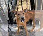 Small #1 German Shepherd Dog Mix