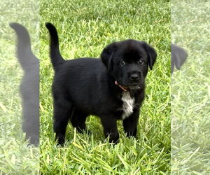 Labrador Retriever-Unknown Mix Dogs for adoption in The Woodlands, TX, USA
