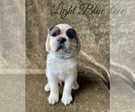 Small Photo #50 Labrador Retriever Puppy For Sale in MURRIETA, CA, USA