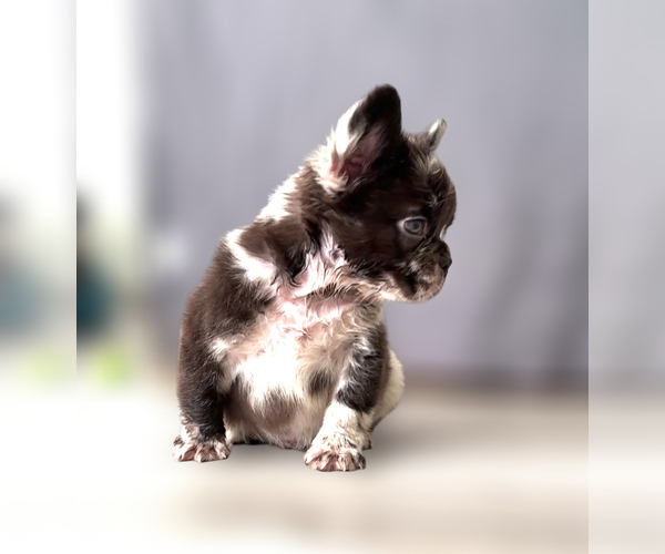 Medium Photo #37 French Bulldog Puppy For Sale in PALMDALE, CA, USA