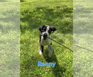 Labrador Retriever-Unknown Mix Dogs for adoption in Montello, WI, USA