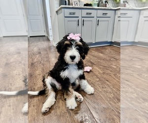 Miniature Bernedoodle Puppy for sale in TEMPLE, TX, USA