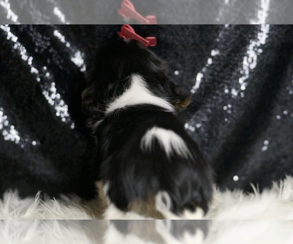 Medium Photo #5 Cavalier King Charles Spaniel Puppy For Sale in WARSAW, IN, USA