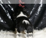 Small #4 Cavalier King Charles Spaniel