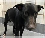 Small American Staffordshire Terrier Mix