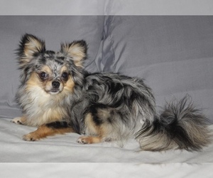 Father of the Chihuahua puppies born on 02/13/2026