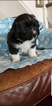 Small Photo #1 Newfoundland Puppy For Sale in OLLIE, IA, USA