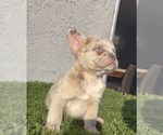 Small Photo #24 French Bulldog Puppy For Sale in SAN ANTONIO, TX, USA