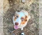 Small Photo #1 Australian Shepherd Puppy For Sale in SMITHS GROVE, KY, USA