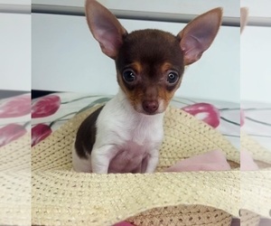 Chihuahua Puppy for sale in CHARLOTTE, NC, USA