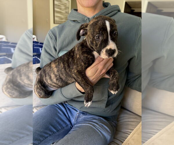 Medium Photo #2 Boxer-Unknown Mix Puppy For Sale in Dana Point, CA, USA