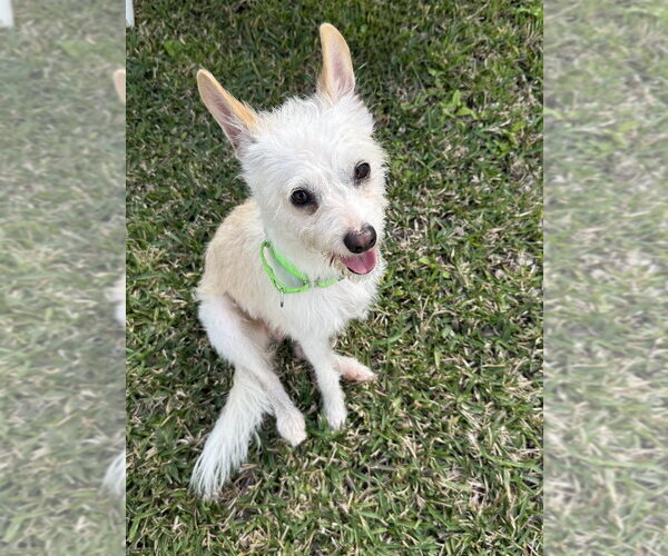 Medium Photo #3 Mutt Puppy For Sale in San Leon, TX, USA