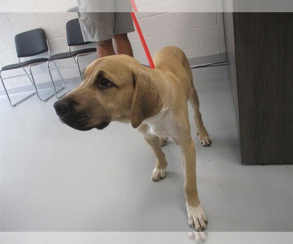 Medium Photo #1 Great Dane-Unknown Mix Puppy For Sale in Ocala, FL, USA