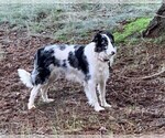 Small Photo #8 Border Collie Puppy For Sale in MOSIER, OR, USA