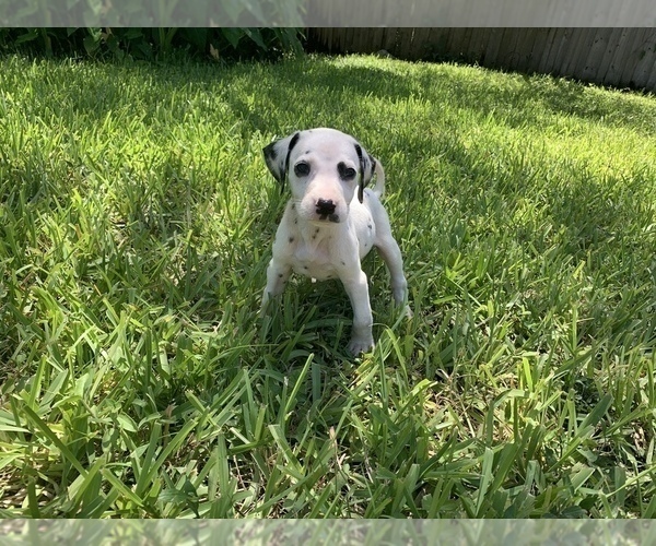 Medium Photo #2 Dalmatian Puppy For Sale in MERRITT IS, FL, USA