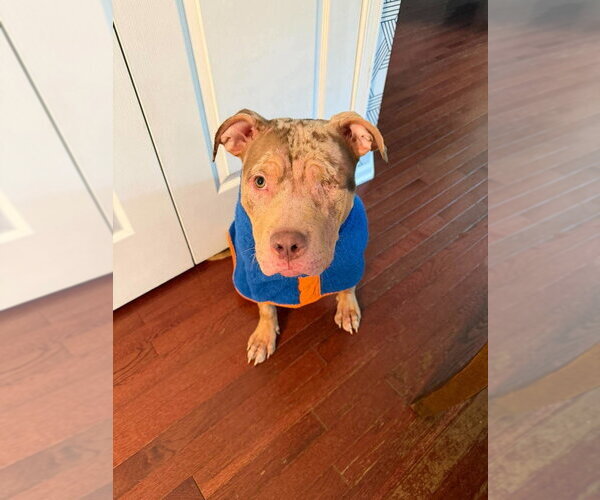 Medium Photo #2 Mutt Puppy For Sale in Wenonah, NJ, USA