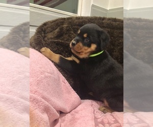 Rottweiler Puppy for sale in BRIGHTON, CO, USA