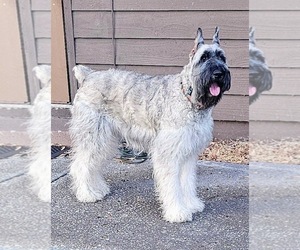 Schnauzer (Giant) Puppy for Sale in SAINT CLOUD, Florida USA