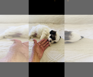 Biewer Terrier-Shih Tzu Mix Puppy for Sale in COLORADO SPRINGS, Colorado USA