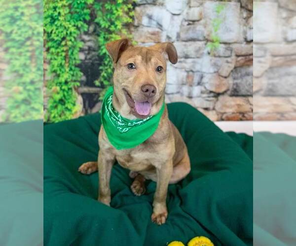 Medium Photo #6 Mutt Puppy For Sale in Kennesaw, GA, USA