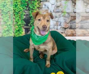 Billy - Male Mutt Dog for Adoption - Photo #6