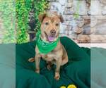 Small Photo #6 Mutt Puppy For Sale in Kennesaw, GA, USA