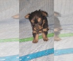 Small Photo #267 Yorkshire Terrier Puppy For Sale in AKRON, OH, USA