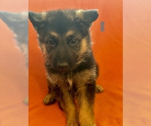 German Shepherd Dog Puppy for sale in BELLA VILLA, MO, USA